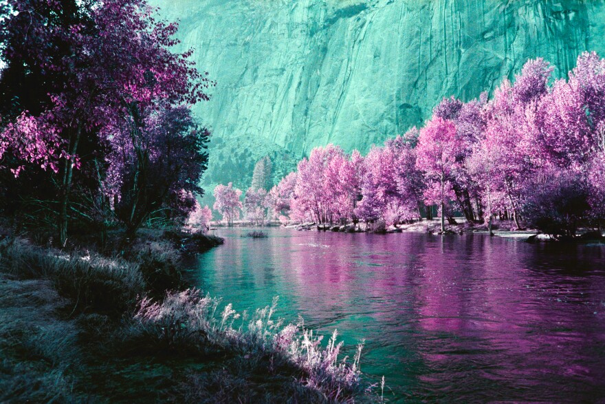 Yosemite National Park, shot on purple tinted Lomography film.