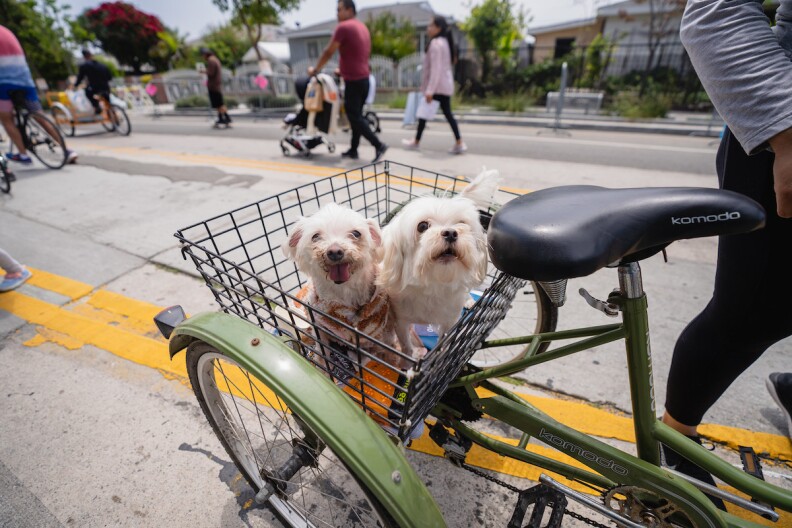 Two small white dogs sit in a basket at the back of a green bicycle. 