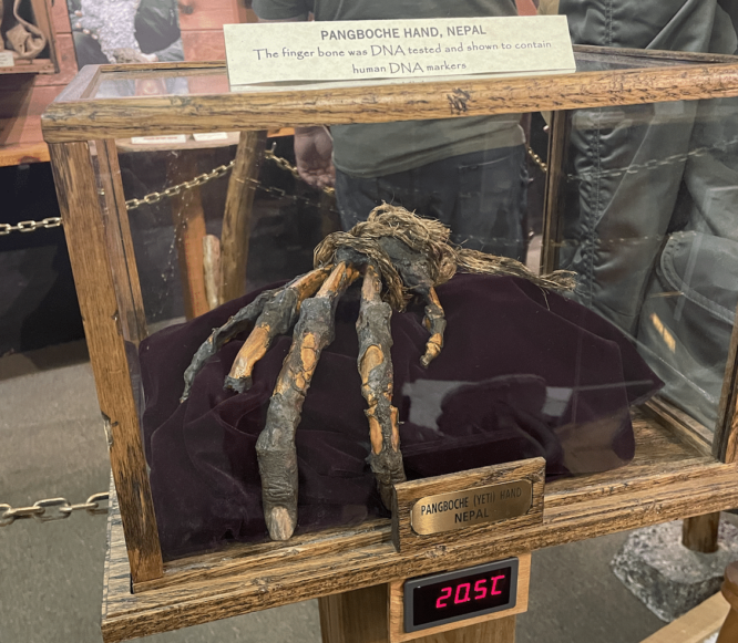 Photo of a recreation of Big Foot's hand, with the fur mostly missing