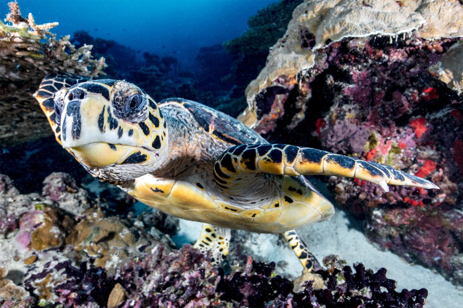 A hawksbill turtle (Eretmochelys imbricata). 
