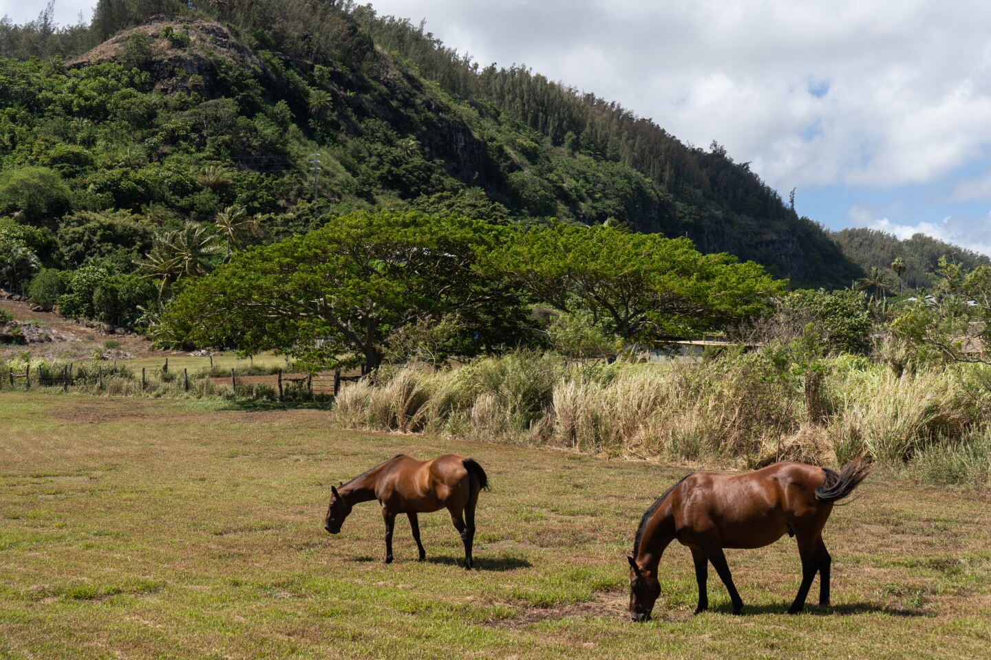 Two horses grazing in a field in the daytime