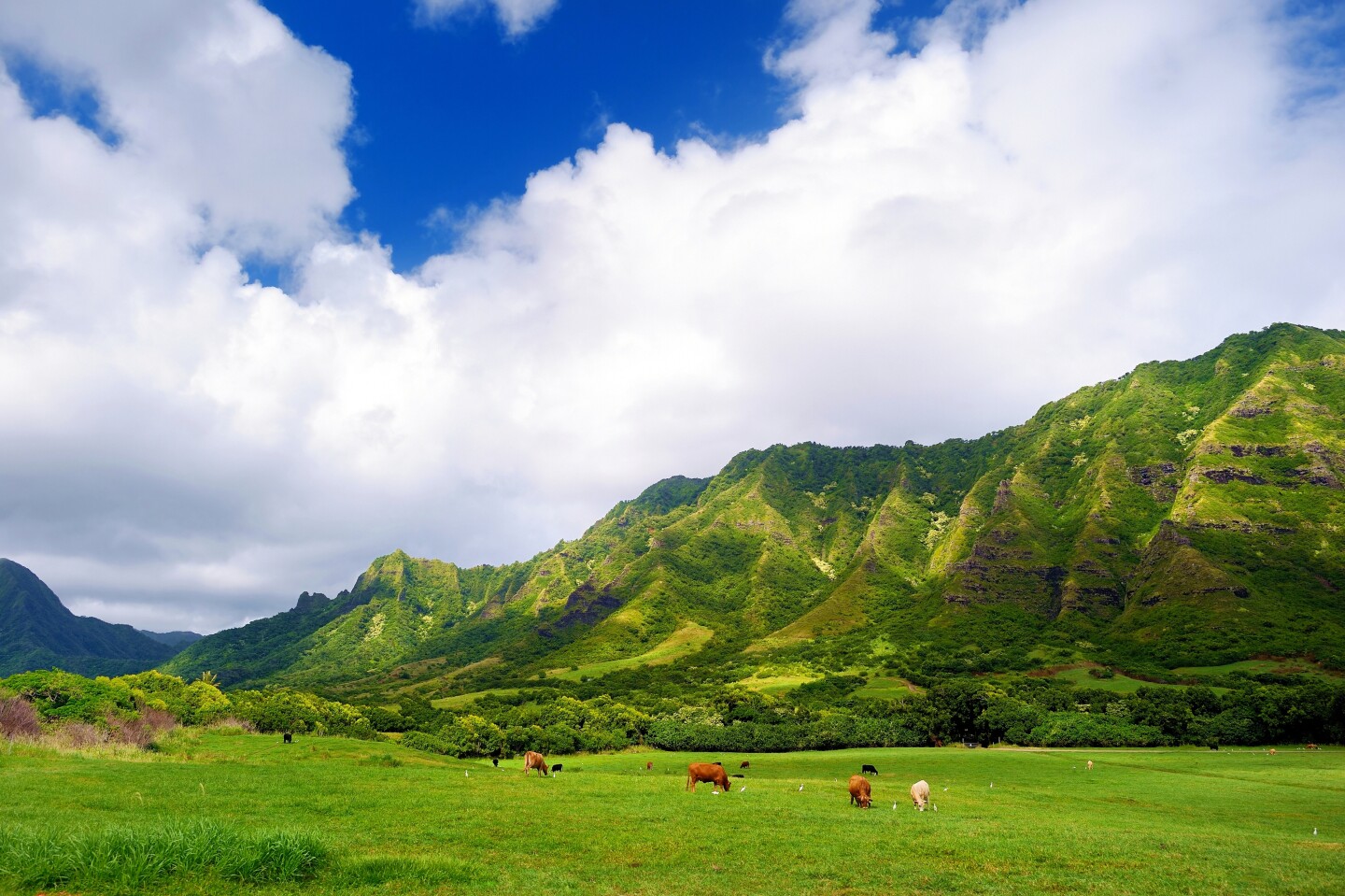 Cliffs and cows in Kualoa Ranch, Oahu, Hawaii