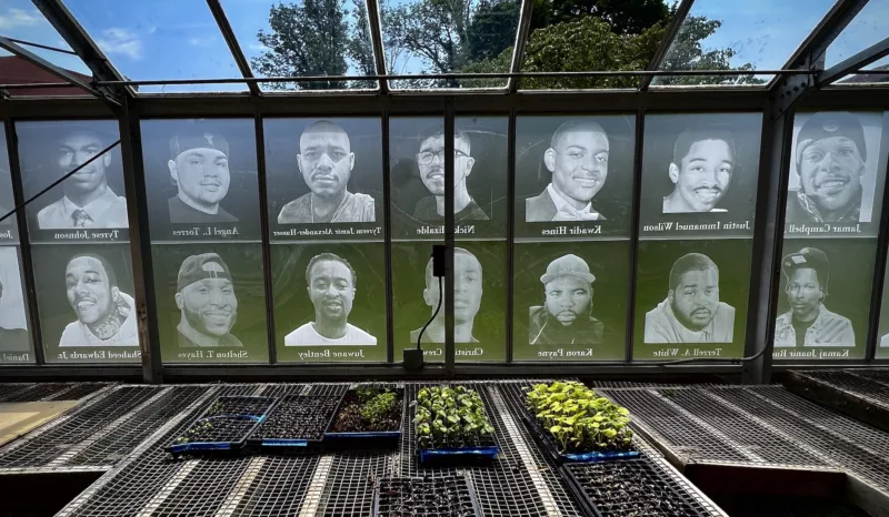 The inside of a greenhouse shows seeds being started in flats on a flat table-like structure. Windows of the greenhouse are adorned with black and white photographic images of men, women, children who are victims of homicide in the city.