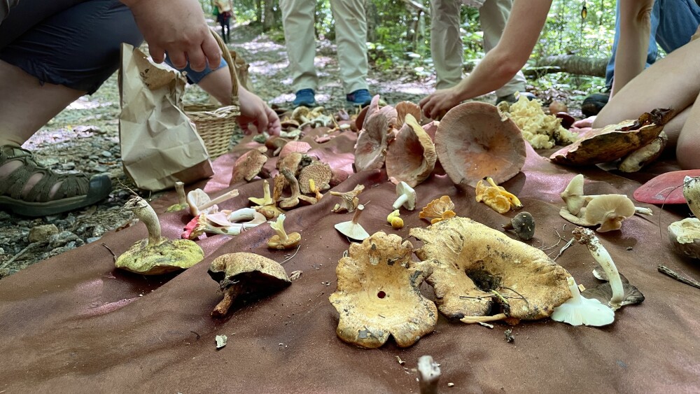 mushrooms on a blanket at a foraging tour in asheville