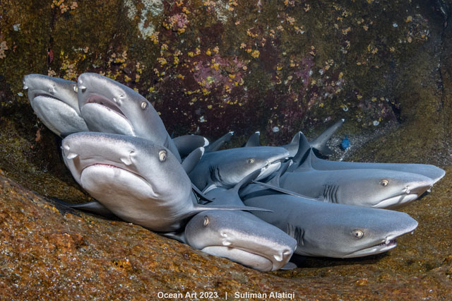 sharks
