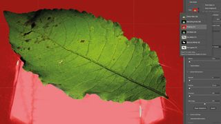 Botanical photo art