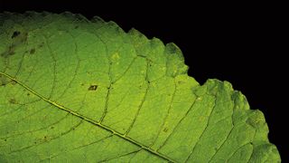 Botanical photo art