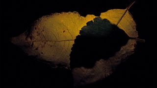 Botanical photo art