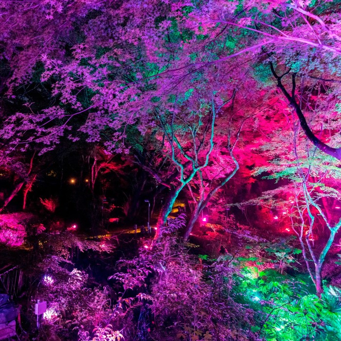 A purple and green woodland scene is projected onto walls and the floor of a gallery