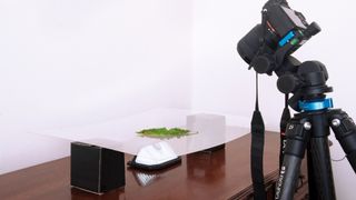 Botanical photo art