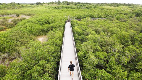 ZUMA Press Inc/Alamy Cap off your St Petersburg weekend with a day in the area's nature, like the sugar sand beach Pass-a-Grille or the lush Weedon Island Preserve  (Credit: ZUMA Press Inc/Alamy)