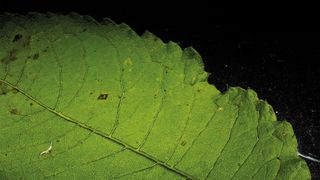 Botanical photo art
