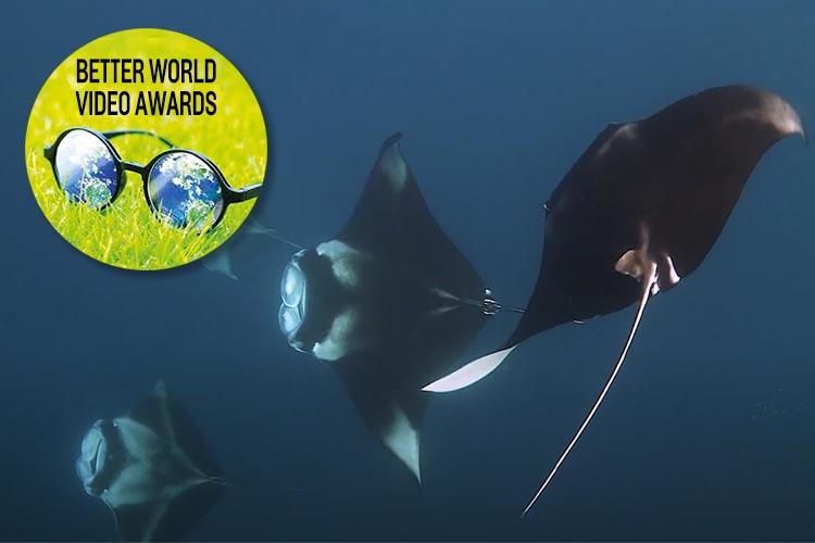 Manta Trust manta ray video