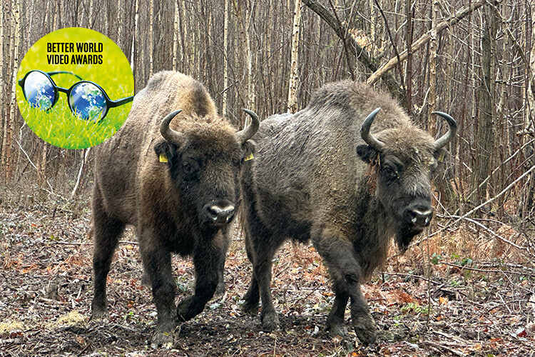 Bison in kent wilder blean project kent wildlife trust better world video awards