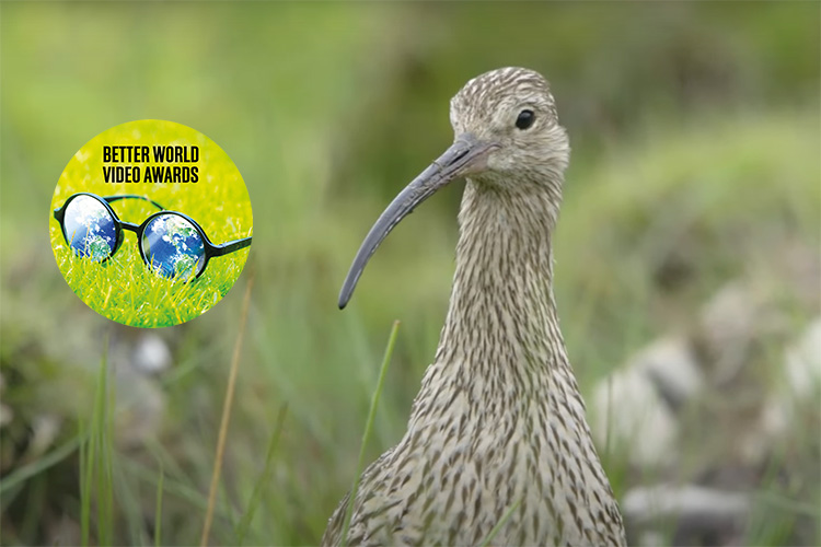 Curlew Wild Oxfordshire Better World Video Awards