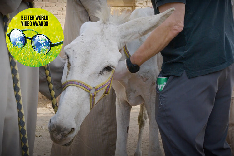 The Brick Kiln Donkeys of Egypt better world video awards