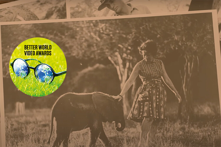 Sheldrick wildlife trust 45 years protecting wildlife and habitats in Kenya better world video awards