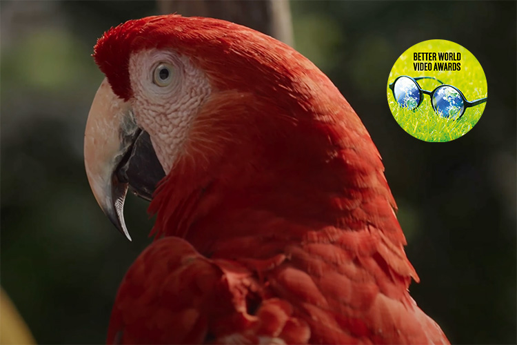 scarlet macaws of belize better world video awards journeys with purpose