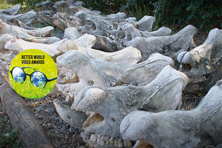 KERATIN - The Unseen Truth About Rhino Horn Poaching