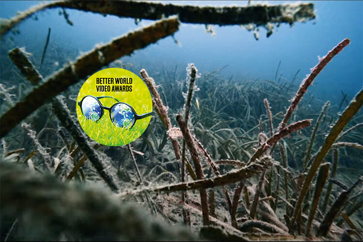 Protecting the lungs of the sea project by fauna & flora better world video awards