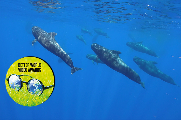 Graeme Purdy and Vanessa Raw entered their film about sperm whales in Dominica on the day a marine protection zone was announced in the area to protect the local population.