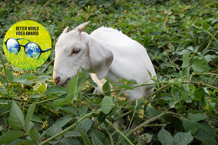 From Weedy Forest to Grassy Woodland: Regenerating a Native Forest with Goats!