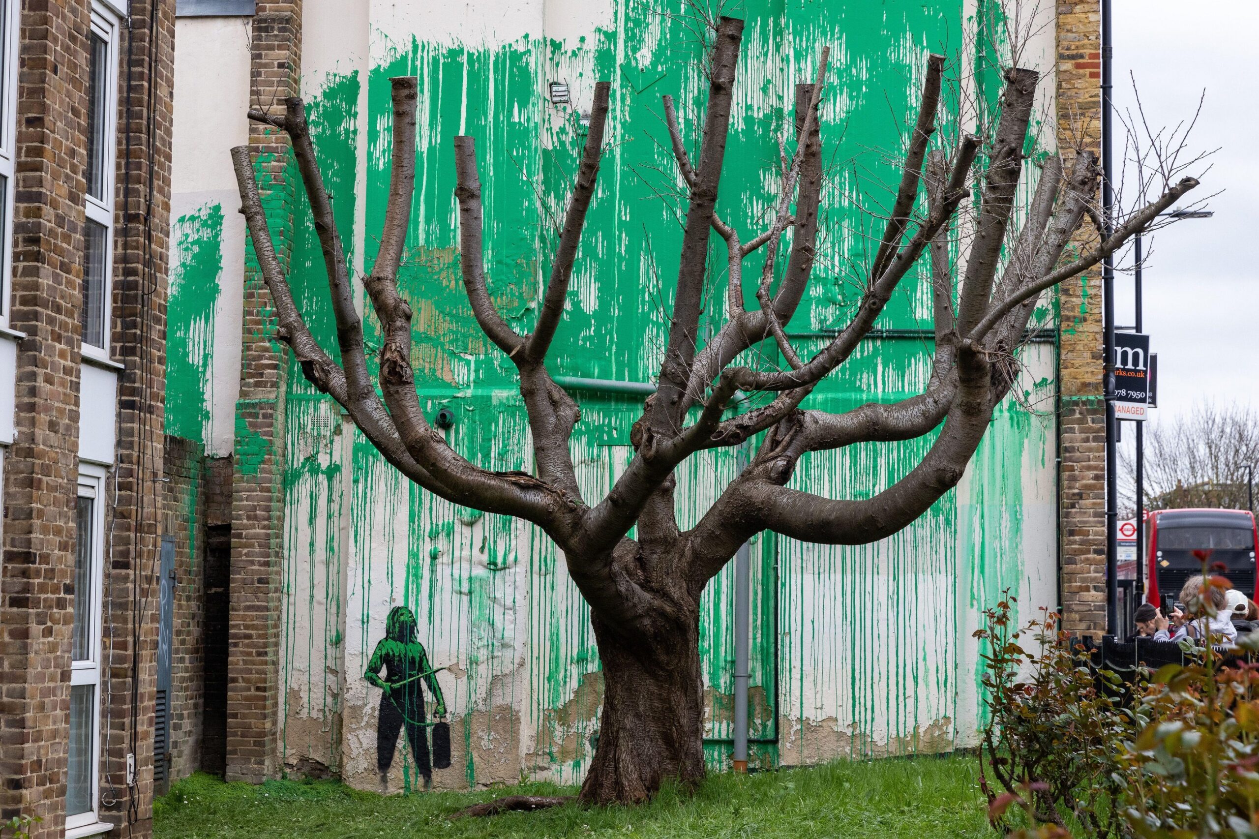 Banksy had sprayed green paint on the building behind a cut-back tree