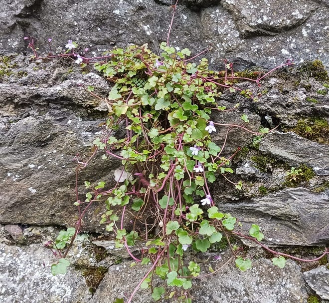 Toadflax grows in the wall of Castle Lismore in County Waterford, Ireland.