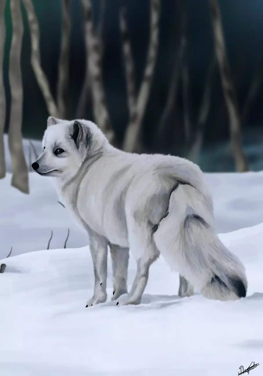 Digital drawing of a wolf