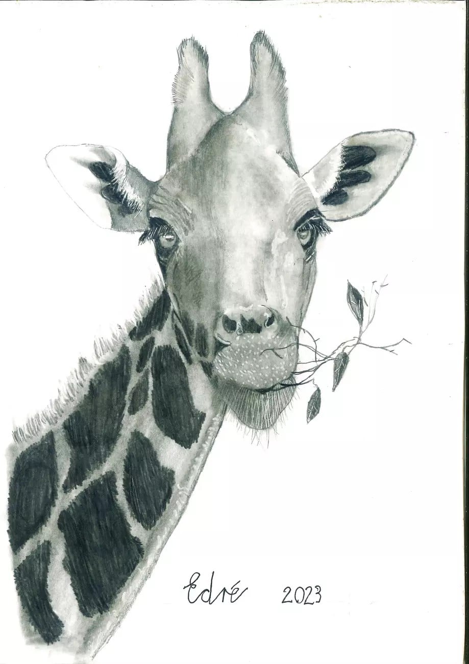 Child's award winning drawing of a giraffe