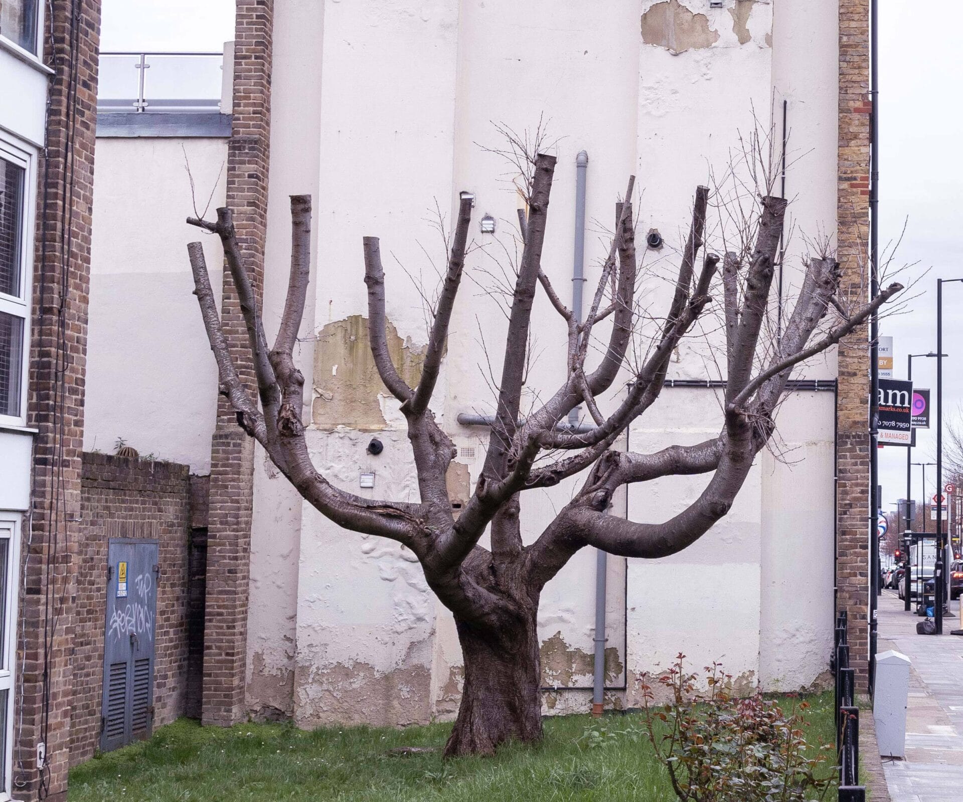 An empty wall behind a recently pollarded tree in London where a Banksy mural recently appeared.