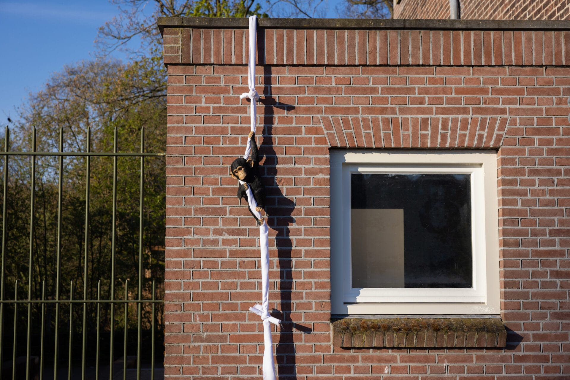 A sculpture of a chimpanzee climbs down a rope made of sheets as if escaping.